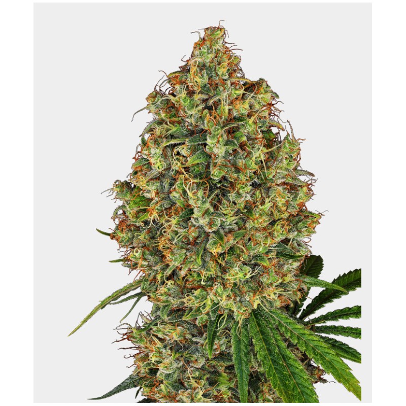 AK 420 FEMINIZADA · White Label  Seeds · cannabis samen · Fem