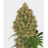 AK 420 FEMINIZADA · White Label  Seeds · cannabis samen · Fem