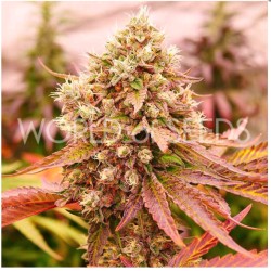 BURGER KUSH EARLY VERSION ·...