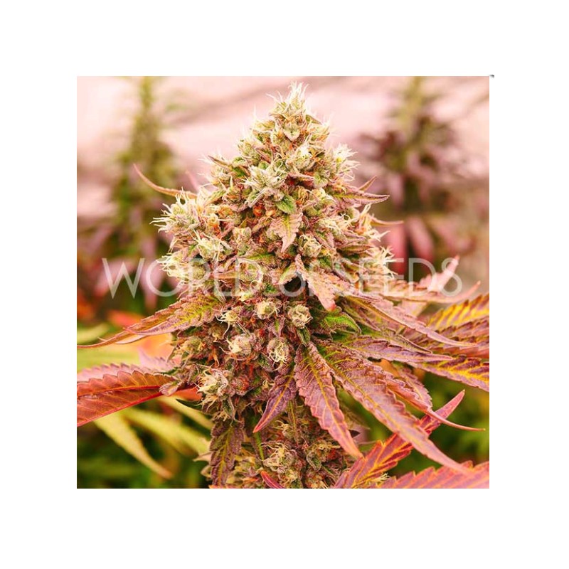 BURGER KUSH EARLY VERSION · World Of Seeds · semi di canapa · Fem