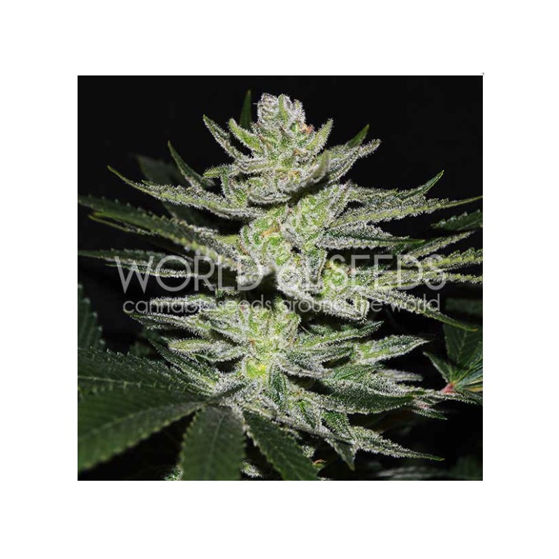 CHOCOLATE THAI OG · World Of Seeds · sementes de maconha  · Fem