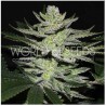 CHOCOLATE THAI OG · World Of Seeds · sementes de maconha  · Fem