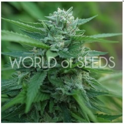 MONGOLIA THC FREE · World...