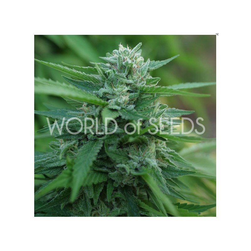 MONGOLIA THC FREE · World Of Seeds · sementes de maconha  · Fem