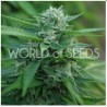 MONGOLIA THC FREE · World Of Seeds · sementes de maconha  · Fem
