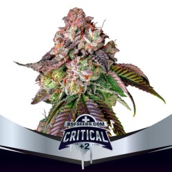 CRITICAL +2 · BSF Seeds ·...