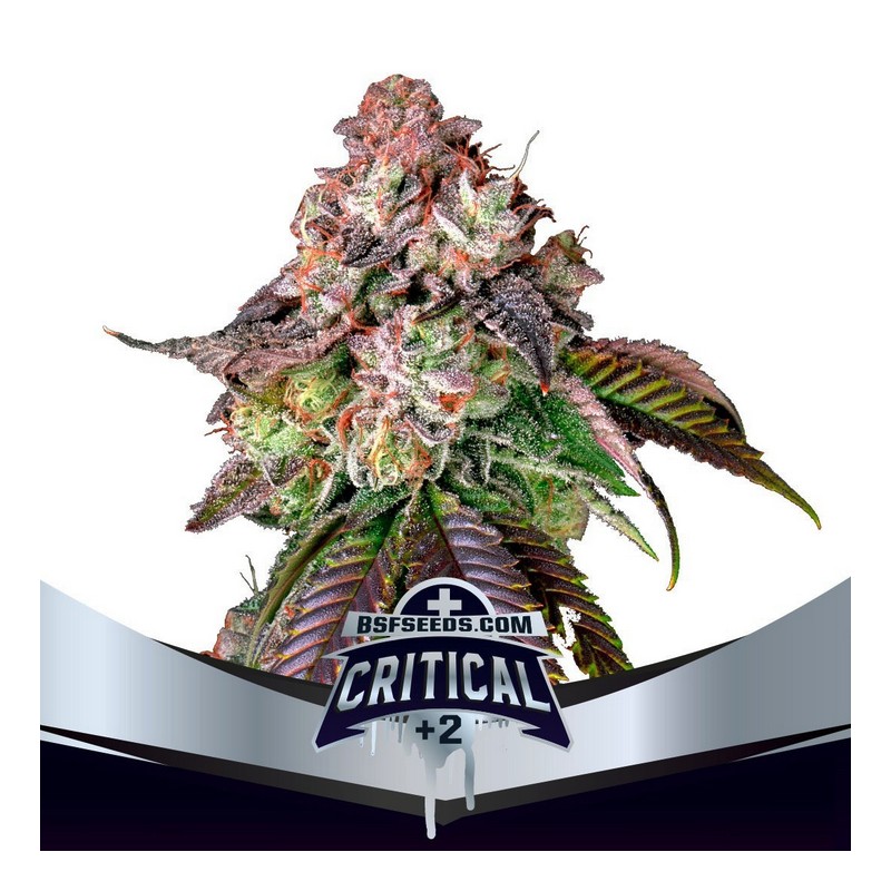 CRITICAL +2 · BSF Seeds · sementes de maconha · Fem