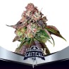 CRITICAL +2 · BSF Seeds · sementes de maconha · Fem