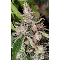 AFRICAN GAS · Ace Seeds ·...