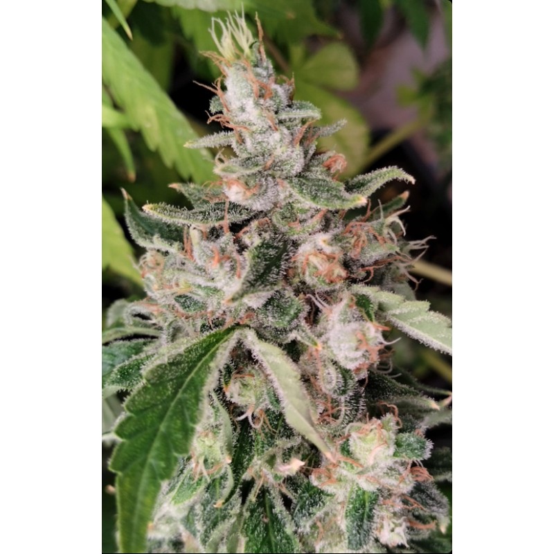 AFRICAN GAS · Ace Seeds · sementes de maconha  · Fem