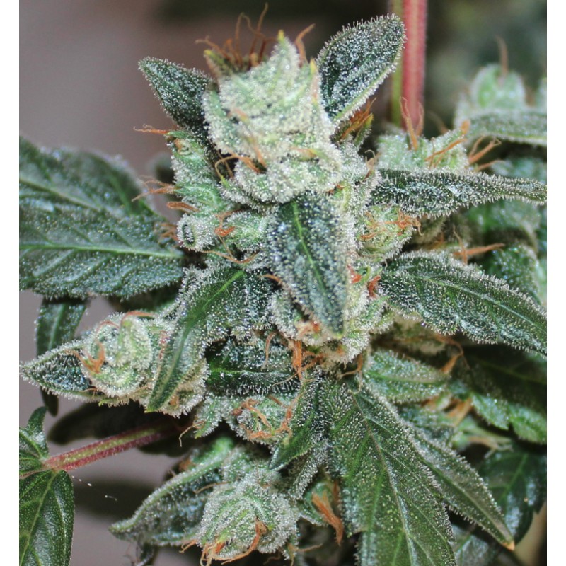 KALIDONIA · Ace Seeds · kaufen cannabis samen · Fem