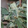 KALIDONIA · Ace Seeds · sementes de maconha  · Fem