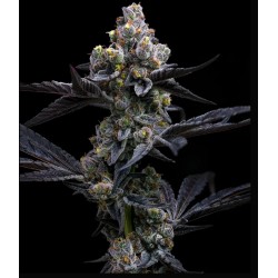 GARLIC COOKIES · Barneys...