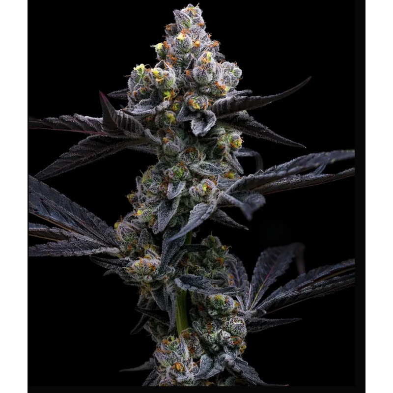 GARLIC COOKIES · Barneys Farm · graines de cannabis · Fem