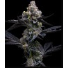 GARLIC COOKIES · Barneys Farm · graines de cannabis · Fem