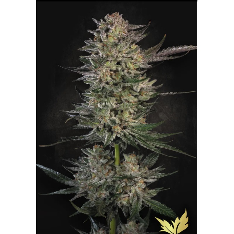 CANDY BREATH · Paradise Seeds · kaufen cannabis samen · Fem