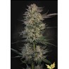 CANDY BREATH · Paradise Seeds · semillas de marihuana · Fem