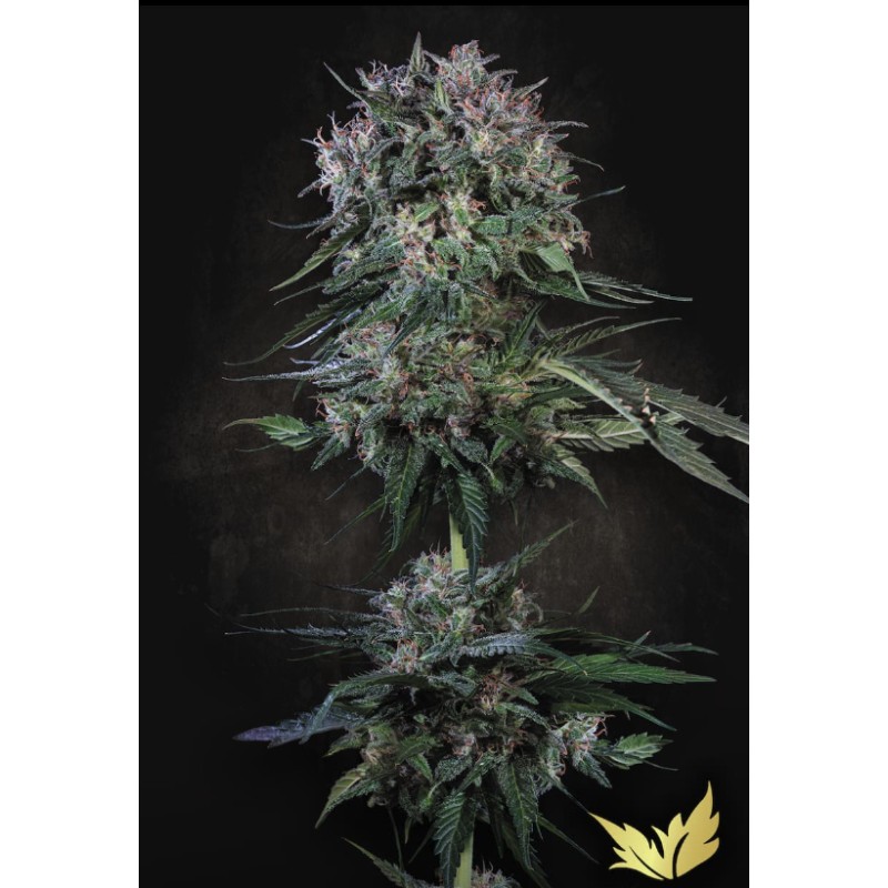 DOPPLER · Paradise Seeds · sementes de maconha · Fem