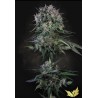 DOPPLER · Paradise Seeds · sementes de maconha · Fem