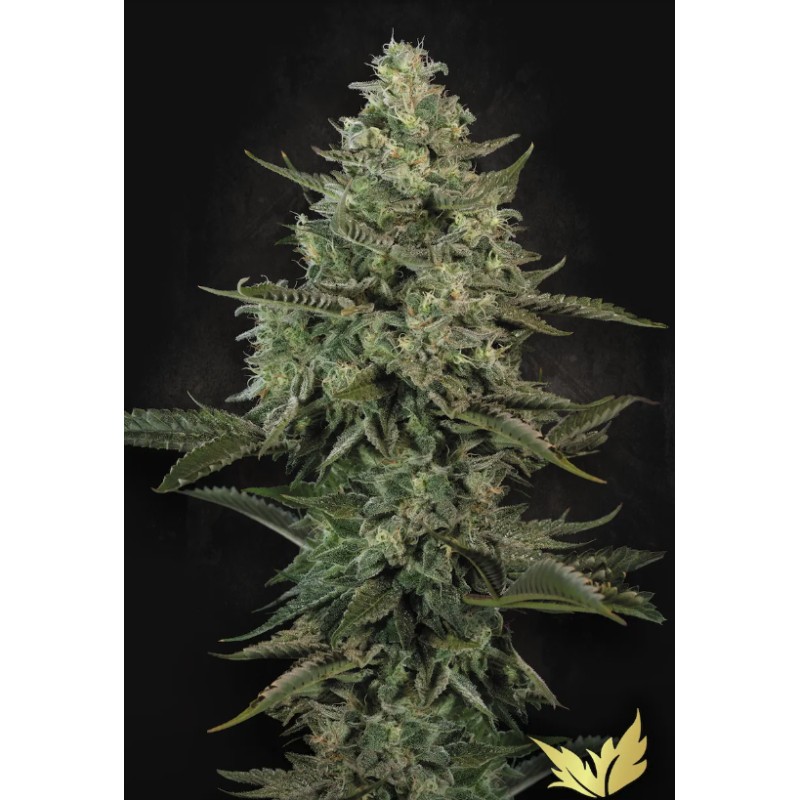 MENDO CREME · Paradise Seeds · sementes de maconha · Fem