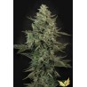 MENDO CREME · Paradise Seeds · graines de cannabis · Fem