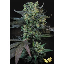 MOMO · Paradise Seeds ·...