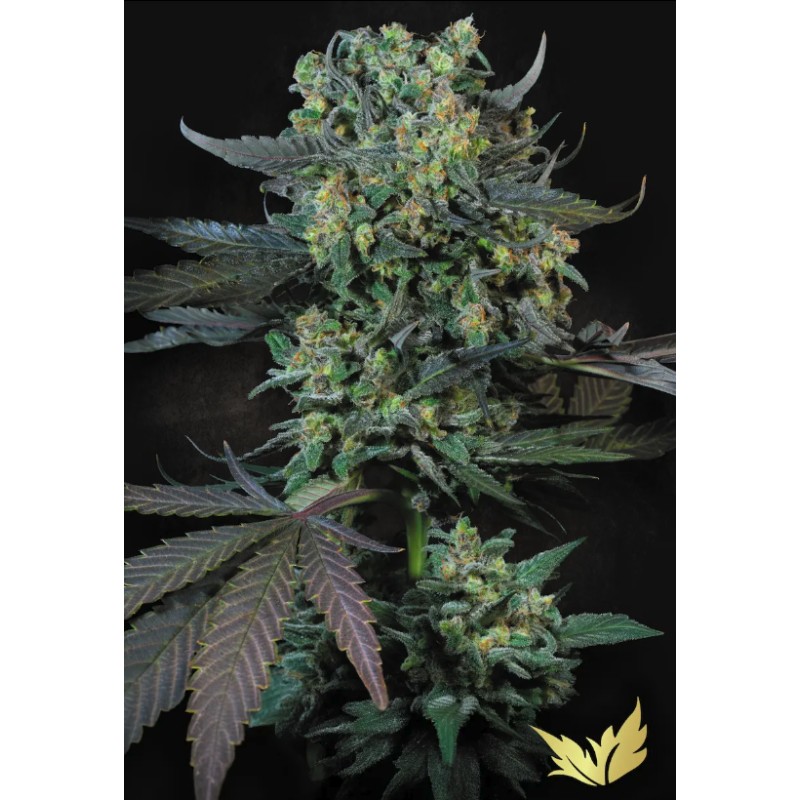 MOMO · Paradise Seeds · graines de cannabis · Fem