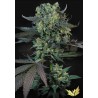 MOMO · Paradise Seeds · graines de cannabis · Fem