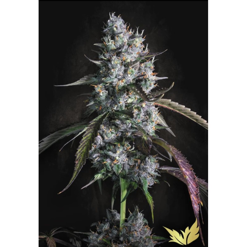 RED VELVET AUTO · Paradise Seeds · semillas de marihuana · AutoFem