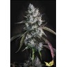 RED VELVET AUTO · Paradise Seeds · kaufen cannabis samen · AutoFem