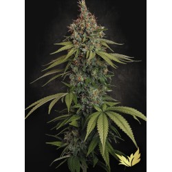 DELAHAZE · Paradise Seeds ·...