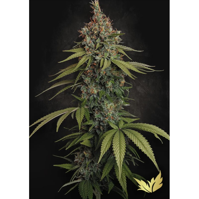 DELAHAZE · Paradise Seeds · sementes de maconha · Fem