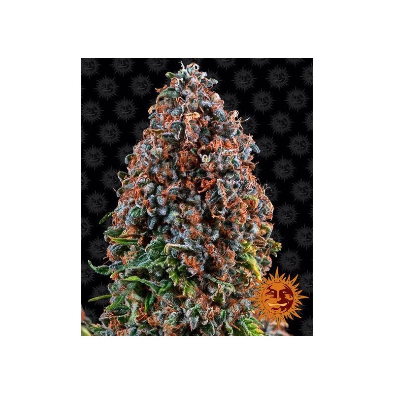 CRITICAL KUSH · Philosopher Seeds · semi di canapa · Fem