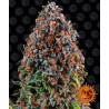 CRITICAL KUSH · Philosopher Seeds · sementes de maconha · Fem