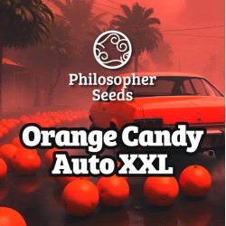 ORANGE CANDY AUTO XXL · Philosopher Seeds · sementes de maconha · AutoFem