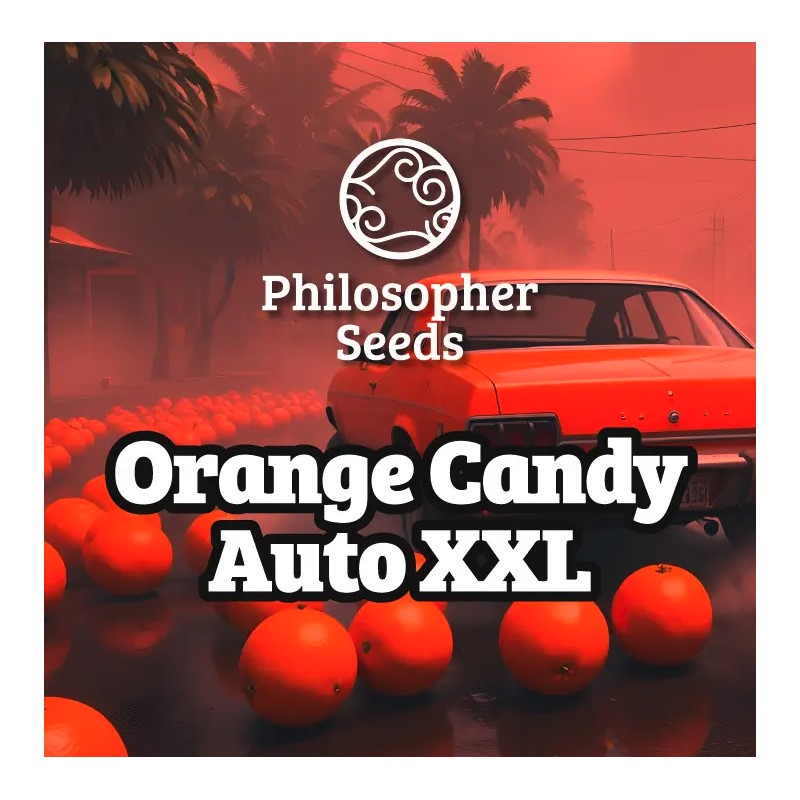 ORANGE CANDY AUTO XXL · Philosopher Seeds · graines de cannabis · AutoFem
