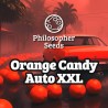 ORANGE CANDY AUTO XXL · Philosopher Seeds · graines de cannabis · AutoFem