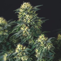 ANESTHESIA X RUNTZ ·...