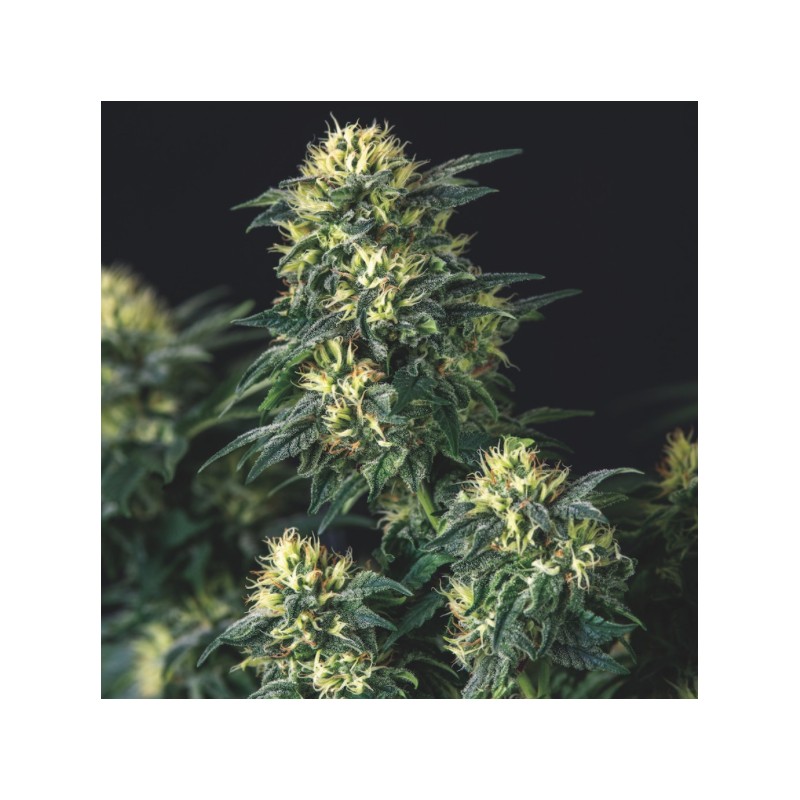 ANESTHESIA X RUNTZ · Pyramid Seeds · sementes de maconha · Fem
