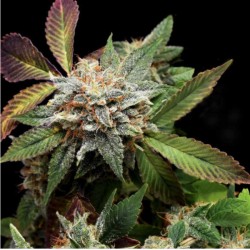ANUBIS X SUNSET SHERBET ·...