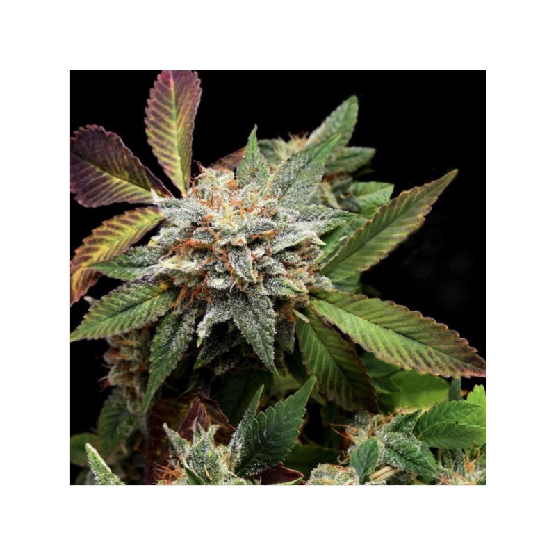 ANUBIS X SUNSET SHERBET · Pyramid Seeds · graines de cannabis · Fem