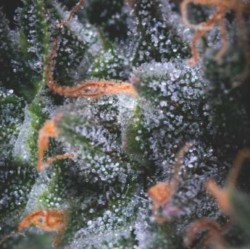 AUTO BLACK CHERRY PUNCH ·...