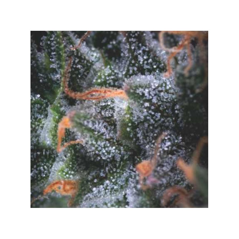 AUTO BLACK CHERRY PUNCH · Pyramid Seeds · kenevir tohum · AutoFem
