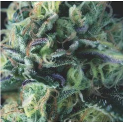 AUTO COOKIES USA · Pyramid...