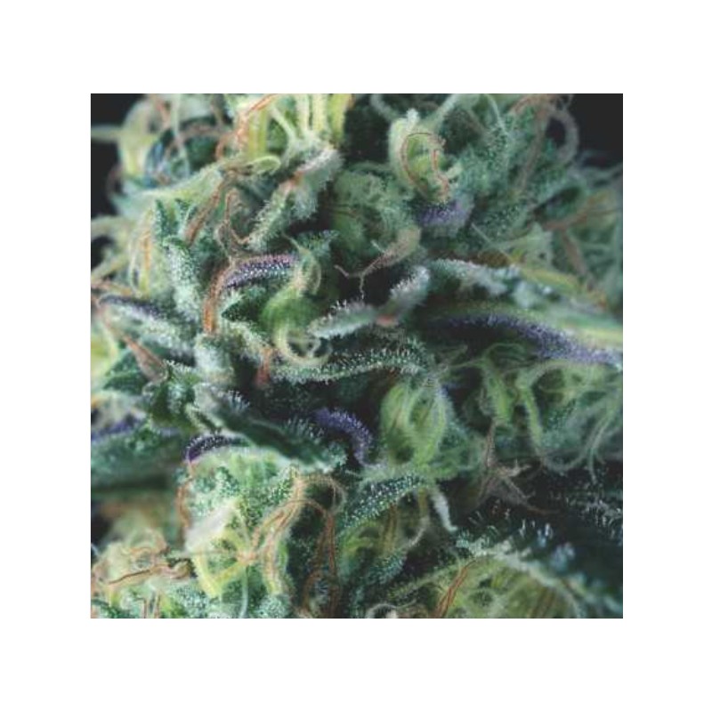 AUTO COOKIES USA · Pyramid Seeds · cannabis samen · AutoFem