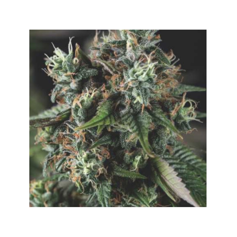 AUTO DO-SI-DOS · Pyramid Seeds · graines de cannabis · AutoFem