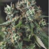 AUTO DO-SI-DOS · Pyramid Seeds · sementes de maconha · AutoFem