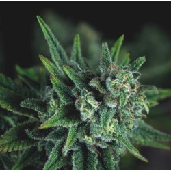 GALAXY FAST · Pyramid Seeds...