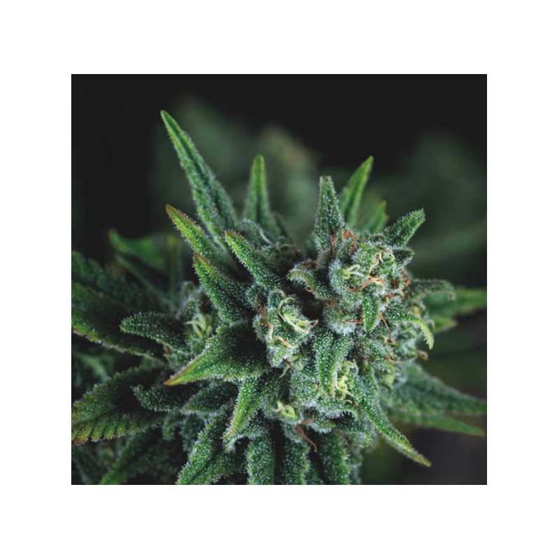 GALAXY FAST · Pyramid Seeds · graines de cannabis · Fem