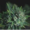 GALAXY FAST · Pyramid Seeds · graines de cannabis · Fem